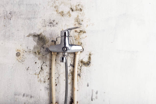 Best Residential Mold Remediation in Riverside, AL