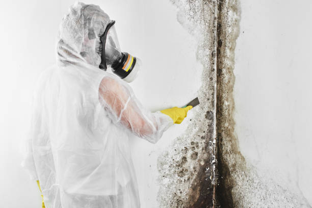 Best Attic Mold Remediation in Riverside, AL
