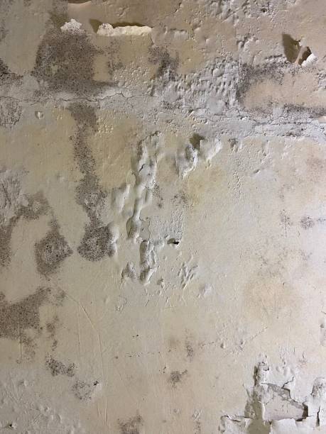 Reliable Riverside, AL Mold Remediation Solutions